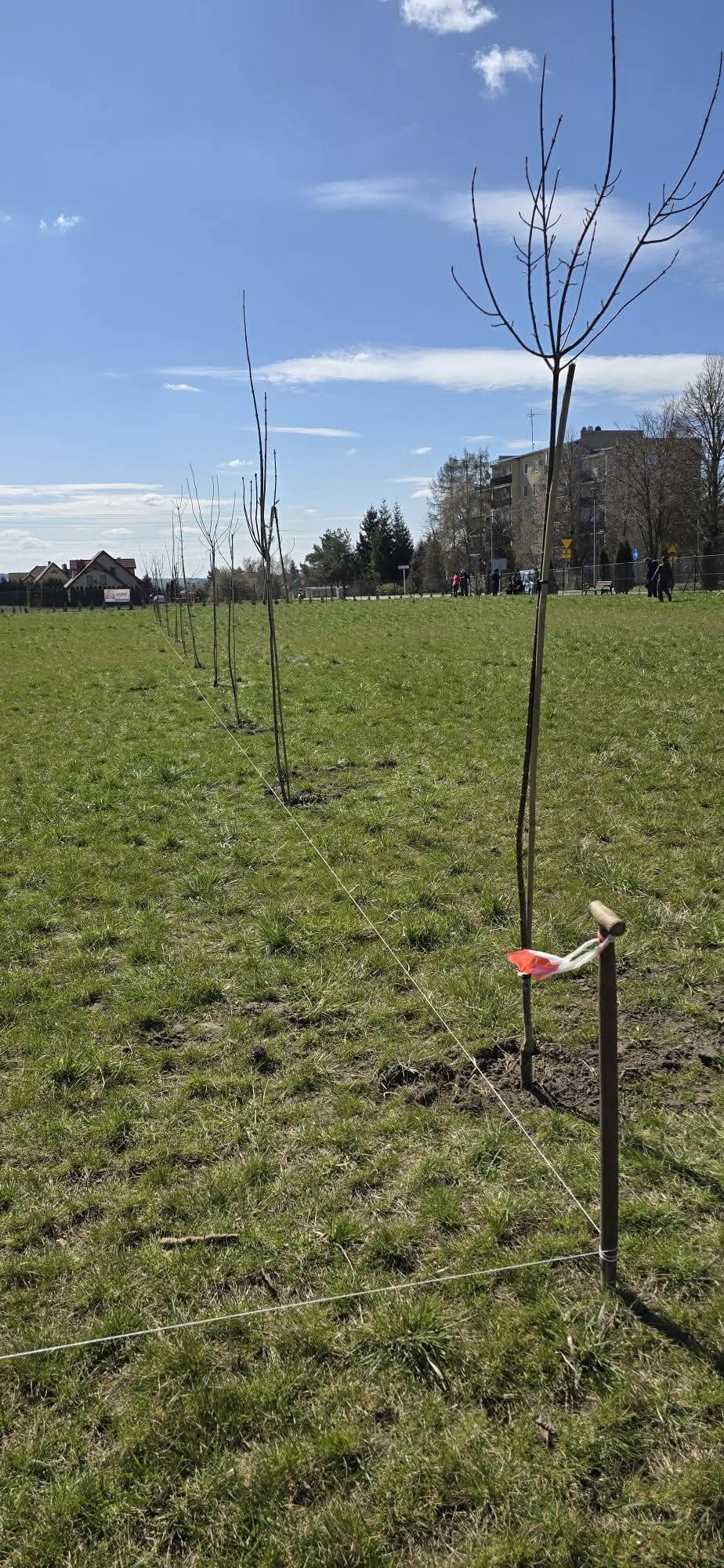 Sadzenie drzew na rekreacyjnych błoniach osiedlowych