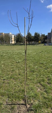 Sadzenie drzew na rekreacyjnych błoniach osiedlowych