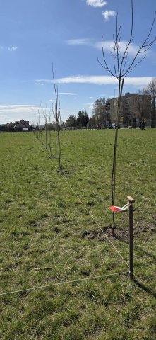 Sadzenie drzew na rekreacyjnych błoniach osiedlowych